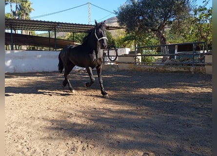 Frisones, Semental, 2 años, 167 cm, Negro