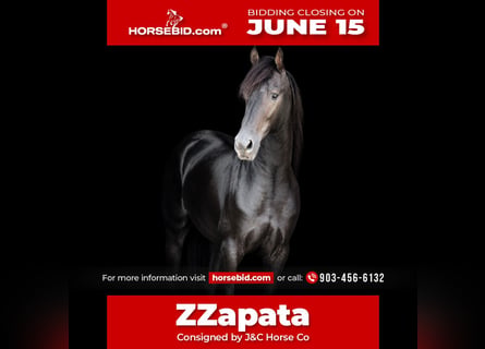 Frisones, Semental, 3 años, 152 cm, Negro