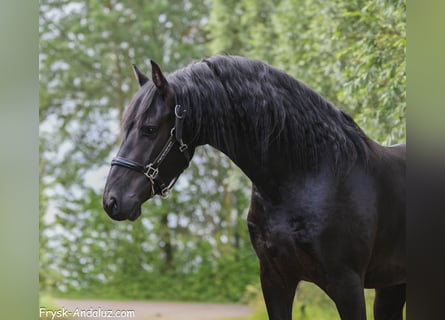 Frisones, Semental, 3 años, 156 cm, Negro