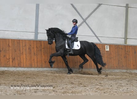 Frisones, Semental, 3 años, 160 cm, Negro