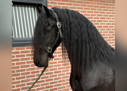 Frisones, Semental, 3 años, 162 cm, Negro