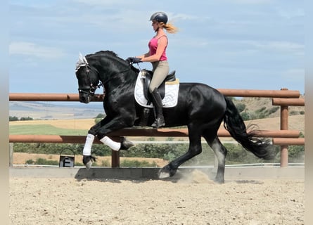 Frisones, Semental, 3 años, 164 cm, Negro