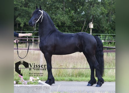 Frisones, Semental, 3 años, 165 cm