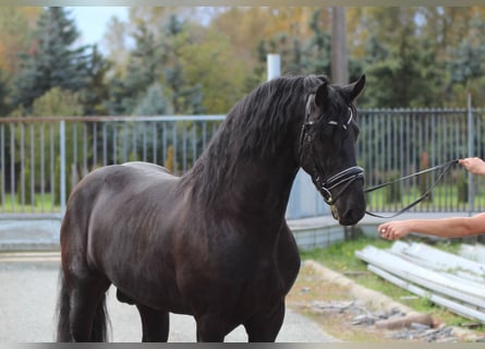 Frisones, Semental, 3 años, 165 cm, Negro