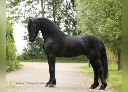 Frisones, Semental, 3 años, 167 cm, Negro