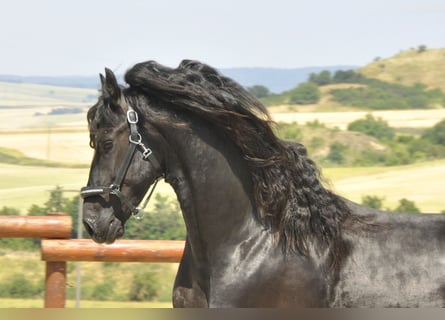 Frisones, Semental, 3 años, 170 cm, Negro