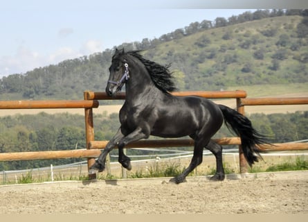 Frisones, Semental, 4 años, 163 cm, Negro