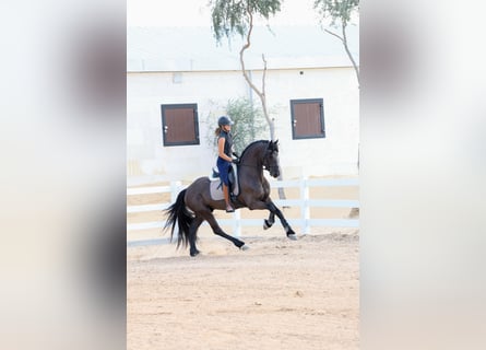 Frisones, Semental, 4 años, 165 cm, Negro
