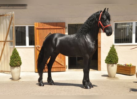 Frisones, Semental, 4 años, 166 cm, Negro