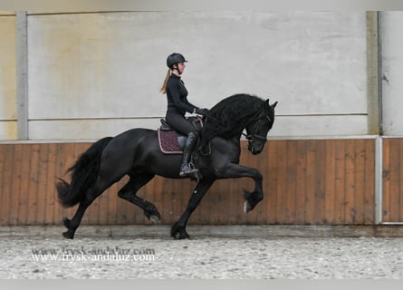Frisones, Semental, 4 años, 170 cm, Negro