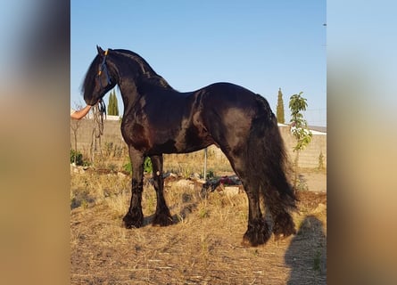 Frisones, Semental, 5 años, Negro
