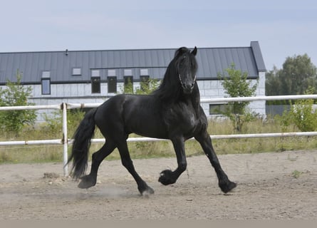 Frisones, Semental, 6 años, 165 cm, Negro