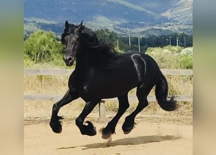 Frisones, Semental, 7 años, 168 cm, Negro