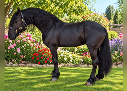 Frisones, Semental, 7 años, 171 cm, Negro