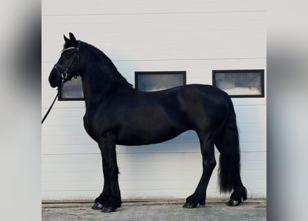 Frisones, Yegua, 10 años, 166 cm, Negro