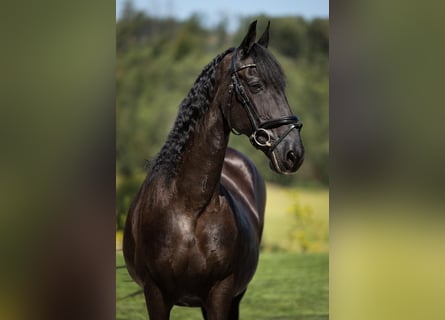 Frisones, Yegua, 19 años, 160 cm, Negro