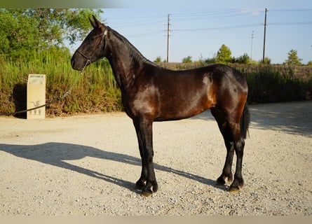 Frisones Mestizo, Yegua, 2 años, 152 cm, Negro