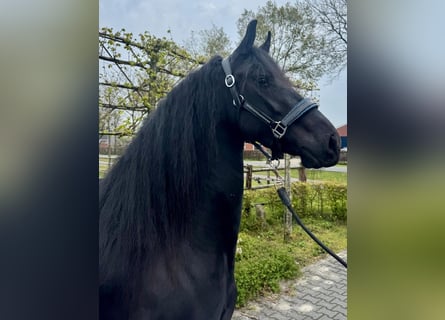 Frisones, Yegua, 3 años, 160 cm, Negro