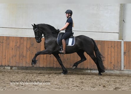 Frisones, Yegua, 3 años, 162 cm, Negro