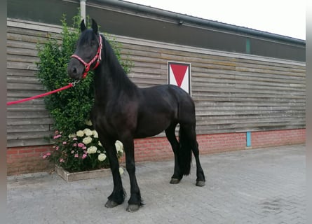 Frisones, Yegua, 3 años, 162 cm, Negro