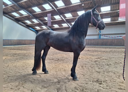 Frisones, Yegua, 3 años, 164 cm, Negro