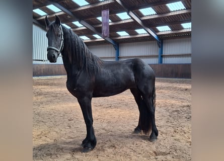 Frisones, Yegua, 3 años, 167 cm, Negro