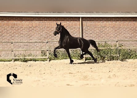 Frisones, Yegua, 3 años, 168 cm, Negro