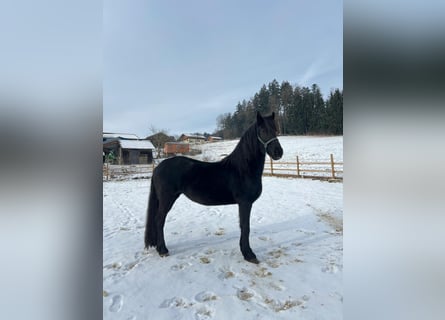 Frisones, Yegua, 4 años, 157 cm, Negro