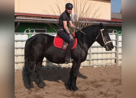 Frisones Mestizo, Yegua, 4 años, 158 cm, Negro