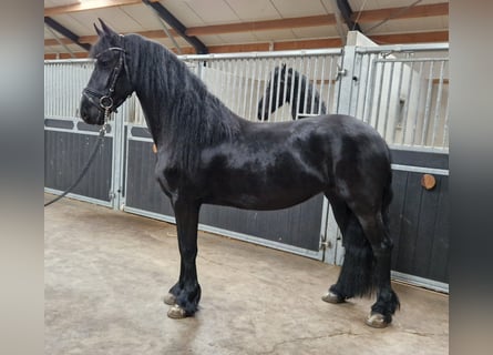 Frisones, Yegua, 4 años, 160 cm, Negro
