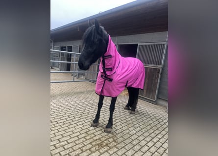 Frisones, Yegua, 4 años, 162 cm, Negro