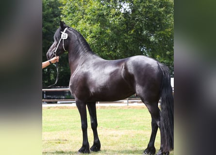 Frisones, Yegua, 4 años, 162 cm, Negro