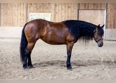 Frisones Mestizo, Yegua, 5 años, 152 cm, Castaño rojizo