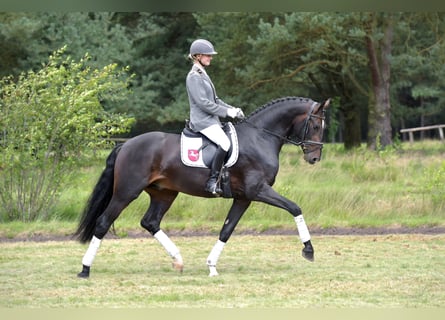 Hannover, Stallone, 15 Anni, 171 cm, Baio scuro