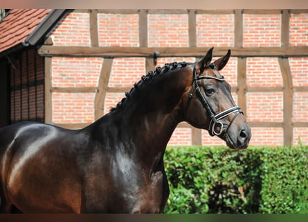 Oldenburger, Hengst, 20 Jaar, 174 cm, Donkerbruin