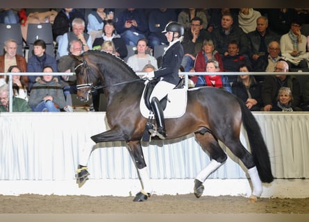 Hannoveriano, Semental, 9 años, 174 cm, Castaño oscuro