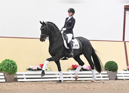 Oldenbourg, Étalon, 7 Ans, 171 cm, Bai brun foncé