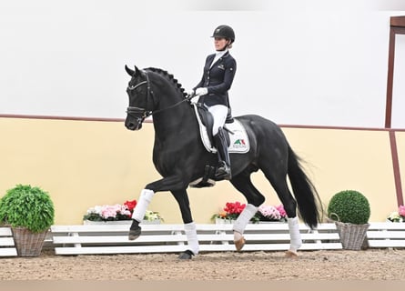 Oldenburg, Stallion, 7 years, 16.2 hh, Smoky-Black