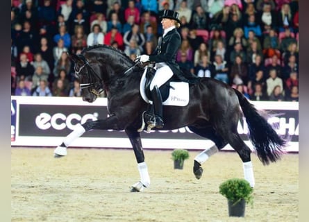 Oldenburger, Hengst, 19 Jaar, 172 cm, Zwartbruin