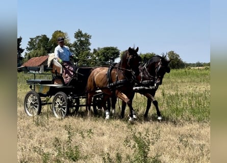 Furioso, Caballo castrado, 7 años, 163 cm, Castaño