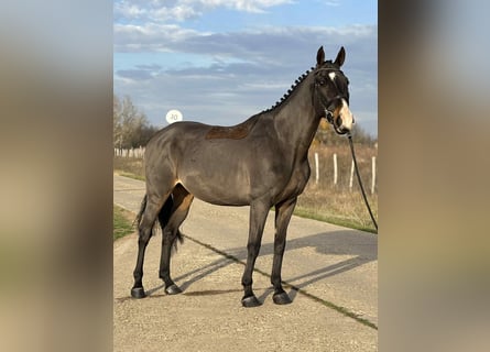 Furioso, Caballo castrado, 7 años, 171 cm