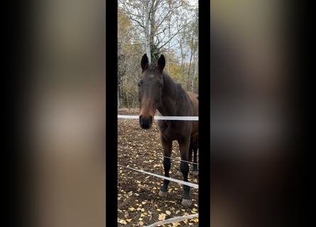 Furioso, Gelding, 11 years, 16.1 hh, Bay