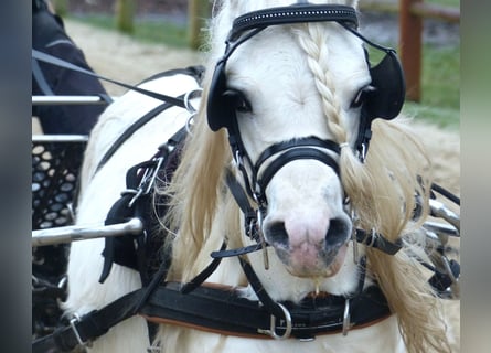 Galés-A, Caballo castrado, 12 años, 116 cm, Tordo