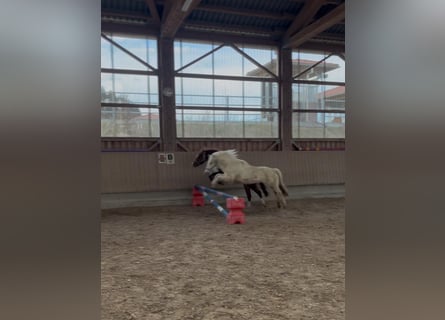 Galés-A, Caballo castrado, 12 años, 127 cm, Tordo