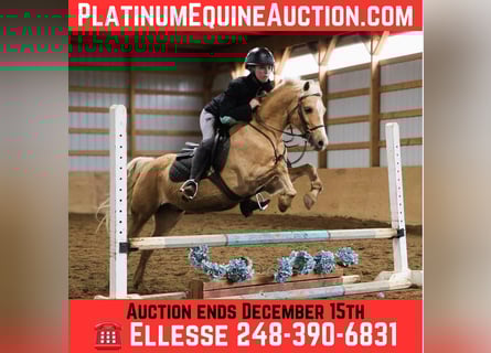 Galés-A, Caballo castrado, 13 años, 135 cm, Palomino