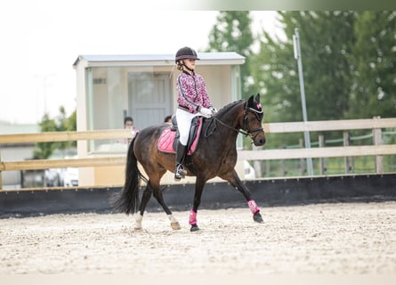 Galés-A, Caballo castrado, 15 años, 124 cm, Morcillo