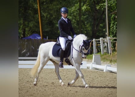 Galés-A, Caballo castrado, 15 años, 124 cm, Tordo