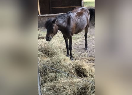 Galés-A, Caballo castrado, 18 años, 119 cm, Negro