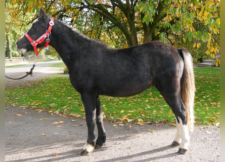 Galés-A, Caballo castrado, 2 años, 112 cm