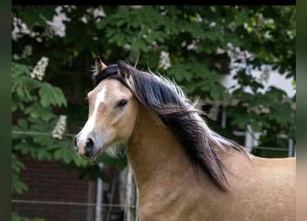 Galés-A, Caballo castrado, 2 años, 120 cm, Buckskin/Bayo